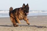 BERGER ALLEMAND (German Shepherd)